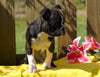 AKC Registered Boston Terrier For Sale Warsaw, OH Male- Ace