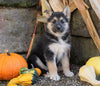 German Shepherd/ Siberian Husky Mix For Sale Millersburg, OH Female- Autumn