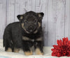 Norwegian Elkhound Hybrid For Sale Adamsville, OH Female - Zoey