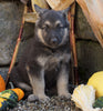 German Shepherd/ Siberian Husky Mix For Sale Millersburg, OH Male- Russel