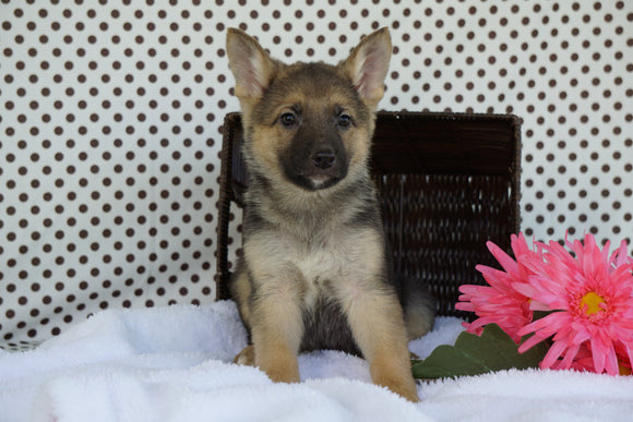 German Shepherd For Sale Fredericksburg OH Female Maddie