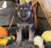 German Shepherd/ Siberian Husky Mix For Sale Millersburg, OH Male- Russel