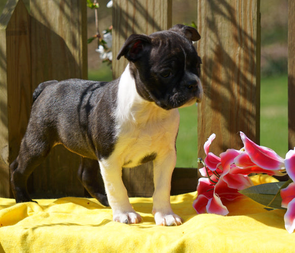 AKC Registered Boston Terrier For Sale Warsaw, OH Female- Addi