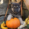 German Shepherd/ Siberian Husky Mix For Sale Millersburg, OH Male- Russel