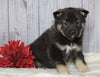Norwegian Elkhound Hybrid For Sale Adamsville, OH Male - Sarge