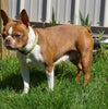 AKC Registered Boston Terrier For Sale Warsaw, OH Female- Chelsey