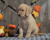 F1B Medium Labradoodle For Sale Millersburg, OH Male- Life Saver