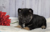 Norwegian Elkhound Hybrid For Sale Adamsville, OH Male - Smarty