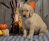 F1B Medium Labradoodle For Sale Millersburg, OH Male- Life Saver