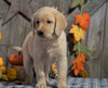 F1B Medium Labradoodle For Sale Millersburg, OH Male- Life Saver