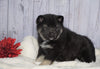 Norwegian Elkhound Hybrid For Sale Adamsville, OH Male - Brummi