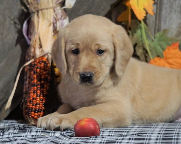 F1B Medium Labradoodle For Sale Millersburg, OH Male- Life Saver