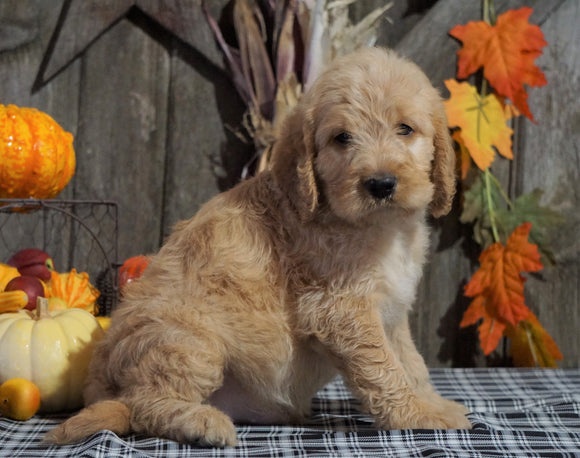 F1B Medium Labradoodle For Sale Millersburg, OH Male- Twix