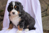 AKC Registered Bernese Mountain Dog For Sale Millersburg, OH Male- Hemi