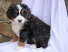 AKC Registered Bernese Mountain Dog For Sale Millersburg, OH Male- Hemi
