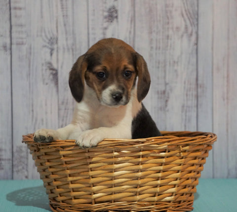 Beagle For Sale Fresno, OH Female - Daisy