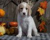 F1B Medium Labradoodle For Sale Millersburg, OH Male- Jolly Rancher