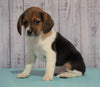 Beagle For Sale Fresno, OH Female - Daisy