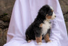 AKC Registered Bernese Mountain Dog For Sale Millersburg, OH Male- Max
