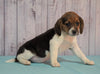 Beagle For Sale Fresno, OH Female - Daisy