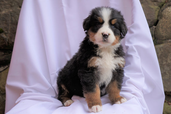 AKC Registered Bernese Mountain Dog For Sale Millersburg, OH Male- Max