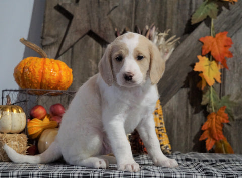 F1B Medium Labradoodle For Sale Millersburg, OH Male- Jolly Rancher