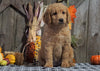 F1B Medium Labradoodle For Sale Millersburg, OH Female- Rolo