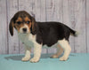 Beagle For Sale Fresno, OH Female - Ann