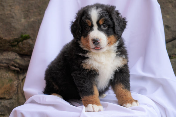 AKC Registered Bernese Mountain Dog For Sale Millersburg, OH Male- Reo