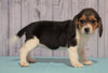 Beagle For Sale Fresno, OH Female - Ann