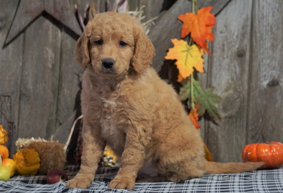 F1B Medium Labradoodle For Sale Millersburg, OH Female- Rolo