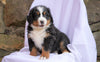 AKC Registered Bernese Mountain Dog For Sale Millersburg, OH Male- Reo