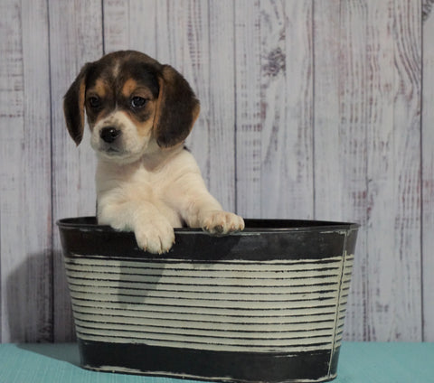 Beagle For Sale Fresno, OH Male - Danny