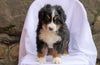 AKC Registered Bernese Mountain Dog For Sale Millersburg, OH Male- Ricky