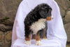AKC Registered Bernese Mountain Dog For Sale Millersburg, OH Male- Ricky