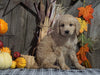 F1B Medium Labradoodle For Sale Millersburg, OH Female- Skittles