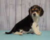 Beagle For Sale Fresno, OH Male - Danny