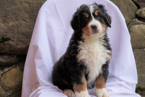 AKC Registered Bernese Mountain Dog For Sale Millersburg, OH Male- Ricky