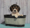 Beagle For Sale Fresno, OH Male - Mason