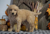 F1B Medium Labradoodle For Sale Millersburg, OH Female- Skittles