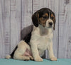 Beagle For Sale Fresno, OH Male - Mason