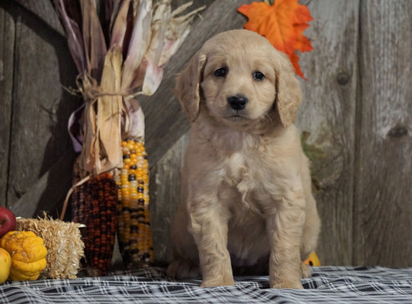 F1B Medium Labradoodle For Sale Millersburg, OH Female- Skittles