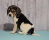 Beagle For Sale Fresno, OH Male - Mason