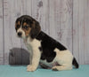 Beagle For Sale Fresno, OH Male - Mason