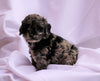 Cockapoo Puppy For Sale Millersburg, OH Female- Kara