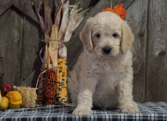 F1B Medium Labradoodle For Sale Millersburg, OH Female- Gum Drop