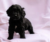 Cockapoo Puppy For Sale Millersburg, OH Female- Layla