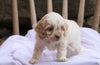 Cockapoo Puppy For Sale Millersburg, OH Male- Houston