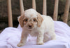 Cockapoo Puppy For Sale Millersburg, OH Male- Houston