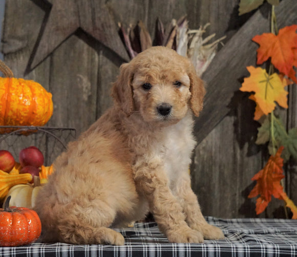 F1B Medium Labradoodle For Sale Millersburg, OH Female- Taffy